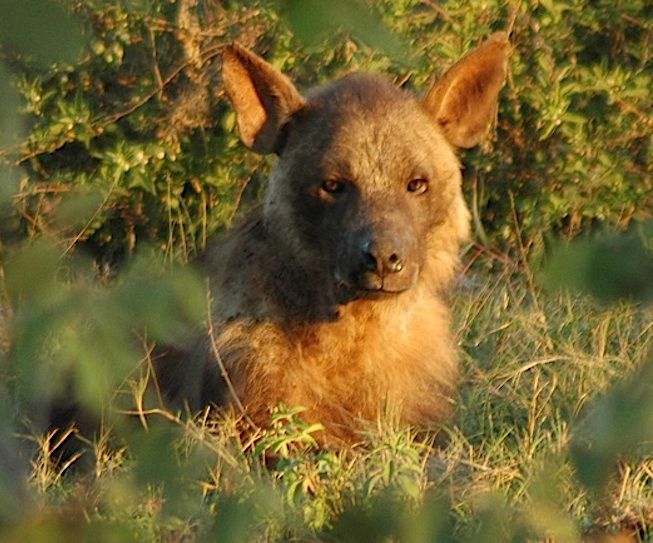 A brown hyena lying in long grass