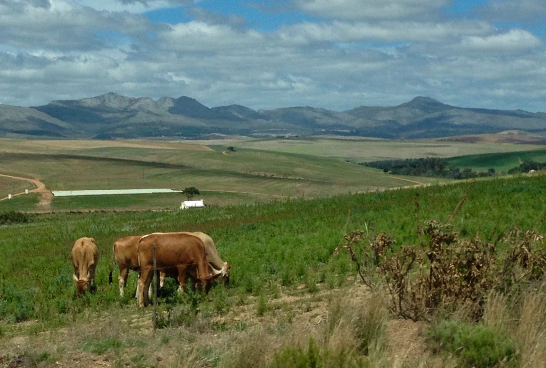 Cattle grazing on green farmland below a mountain range
